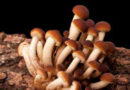 Ricette con i funghi freschi e non congelati (seconda parte)